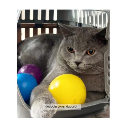 Foto 1/1 Bucur Chat perdido en Vilvoorde