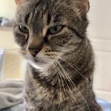 Foto del gato perdido en Saint Georges De Reneins