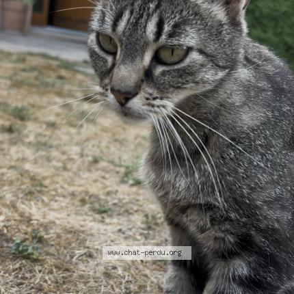 Foto 2/4 myrtille Chat perdido en Saint georges de reneins