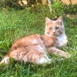 Foto del gato perdido en Sainte Genevieve Des Bois