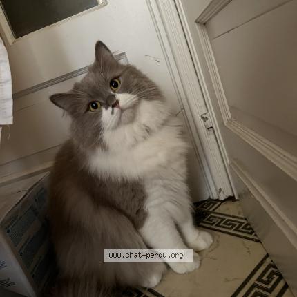 Foto 1/1 Shero Chat perdido en La louviere