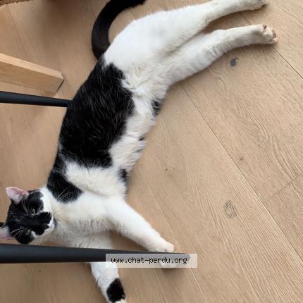 Foto 1/1 Saturne Chat perdido en Bramois