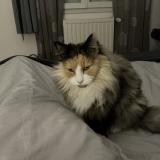 Foto del gato perdido en Saint Vincent De Paul