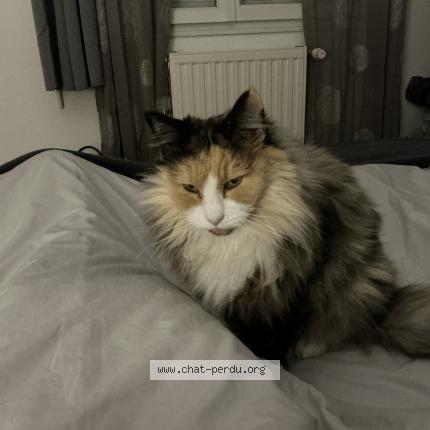 Foto 1/1 Lila lee Chat perdido en Saint vincent de paul