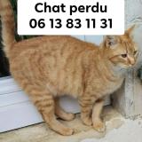 Foto del gato perdido en Mourenx