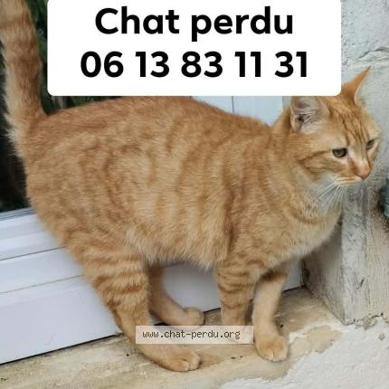 Foto 1/1 Levi Chat perdido en Mourenx