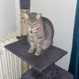 Foto del gato perdido en Tours