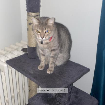 Foto 1/1 Tulya Chat perdido en Tours