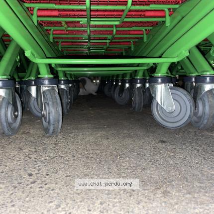 Foto 1/1 Gato encontrado Encontrado en La queue en brie