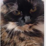 Foto del gato perdido en Spokane