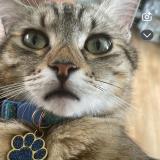 Foto del gato perdido en Haubourdin