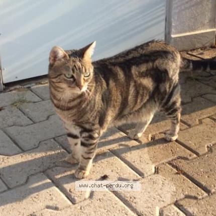 Foto 1/1 PRUNELLE Chat perdido en Millery