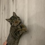 Foto del gato perdido en Benquet