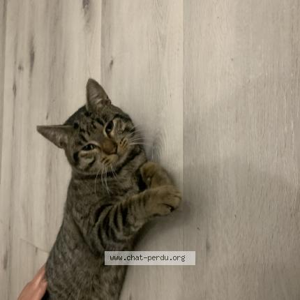 Foto 1/1 Mimi Chat perdido en Benquet