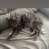 Foto del gato perdido en Benet