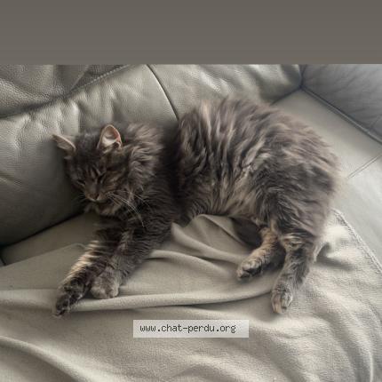 Foto 1/1 Mistigri Chat perdido en Benet