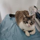 Foto del gato perdido en La Landec