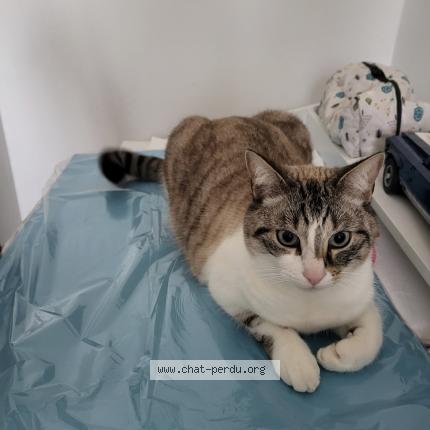 Foto 1/1 Gato encontrado Perdido en La landec