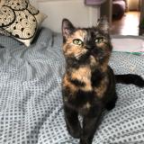 Foto de gato encontrado en Laval