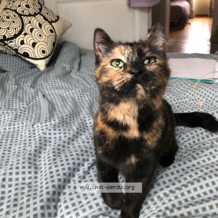 Foto 1/1 Gato encontrado Encontrado en Laval