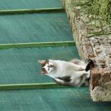 Foto del gato perdido en Braches