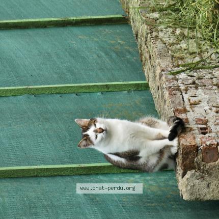 Foto 1/1 Tetsu Chat perdido en Braches