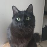 Foto del gato perdido en Nice