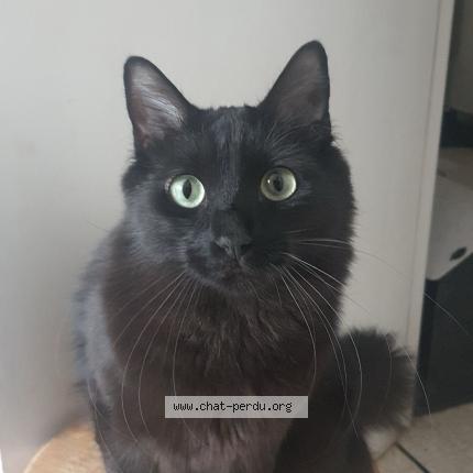 Foto 1/1 Bounty Chat perdido en Nice