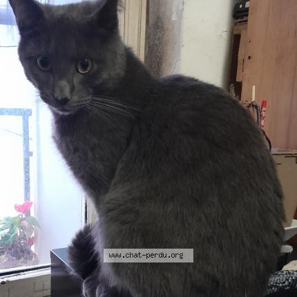 Foto 1/1 gribouille Chat perdido en Paris