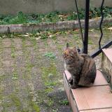 Foto del gato perdido en Pont Trambouze