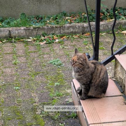Foto 1/1 Pépette Chat perdido en Pont trambouze