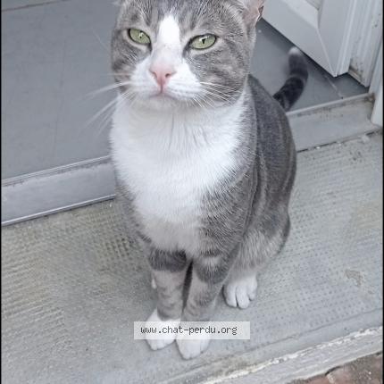 Foto 1/1 Homere Chat perdido en Toulouges