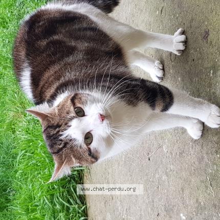 Foto 1/1 Gato encontrado Encontrado en Juvisy sur orge