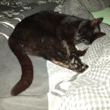 Foto del gato perdido en Paimboeuf