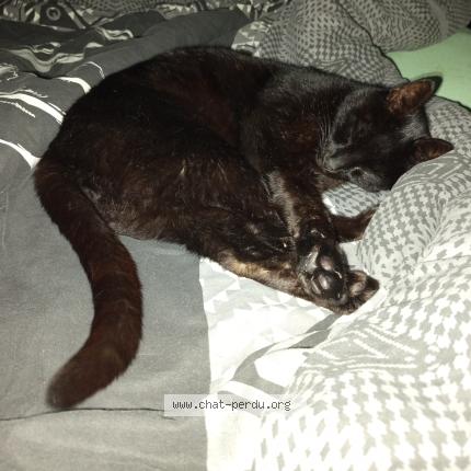 Foto 1/1 Choco Chat perdido en Paimboeuf