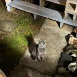 Foto de gato encontrado en Kensington