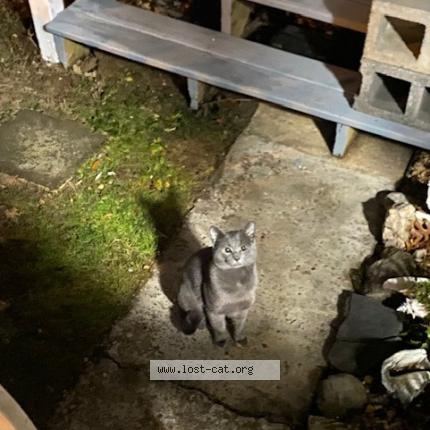 Foto 1/1 Gato encontrado Encontrado en Kensington