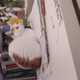 Foto del gato perdido en Leipzig