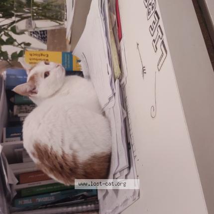 Foto 1/1 Lusy Chat perdido en Leipzig