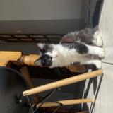 Foto del gato perdido en Comps La Grand Ville