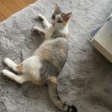 Foto del gato perdido en Bazoges En Pareds