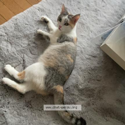 Foto 1/1 Mikasa Chat perdido en Bazoges en pareds