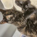 Foto del gato perdido en Saint Cloud