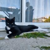 Foto del gato perdido en Champdeniers