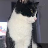 Foto del gato perdido en Pont Saint Esprit