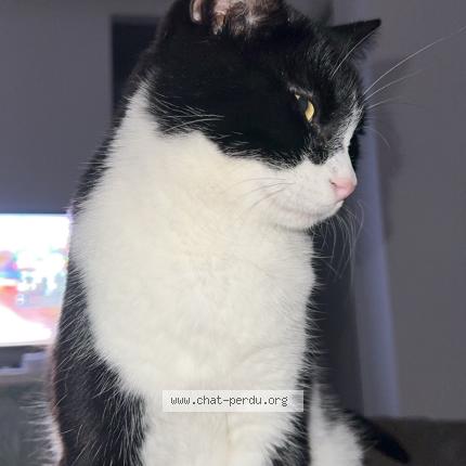 Foto 1/1 Yoda Chat perdido en Pont saint esprit