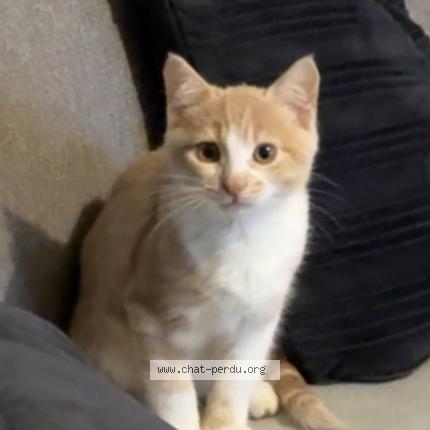 Foto 1/1 Tigrou Chat perdido en Noisy le grand