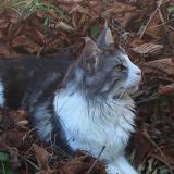 Foto del gato perdido en Belleville