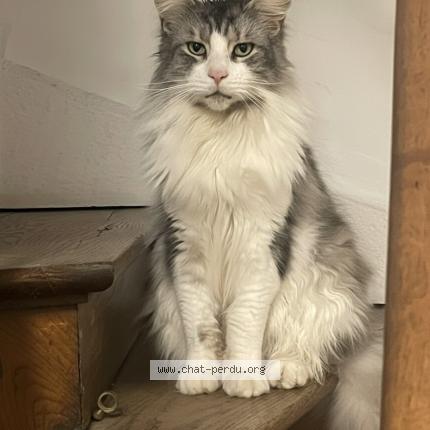 Foto 2/2 Saphir Chat perdido en Belleville