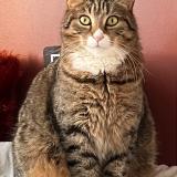 Foto del gato perdido en Bernieres Sur Mer